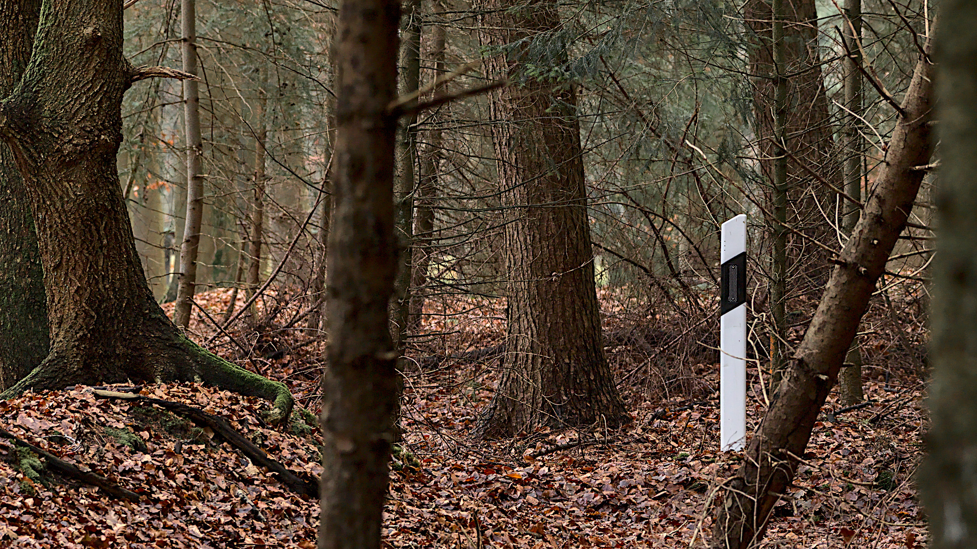 Leitpfosten im Wald